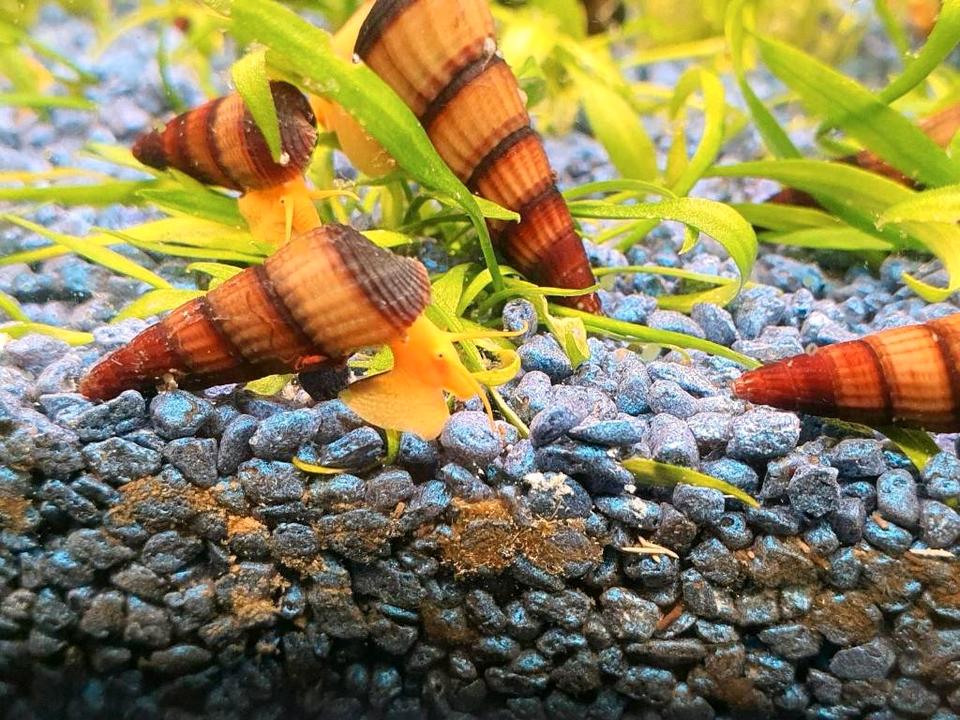 Tylomelania Orange Goldene Turmdeckelschnecke,Felsenschnecke in Nußloch