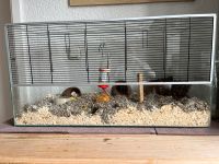 Stall / Terrarium / Nagarium Hamster und Mäuse Nordrhein-Westfalen - Wegberg Vorschau