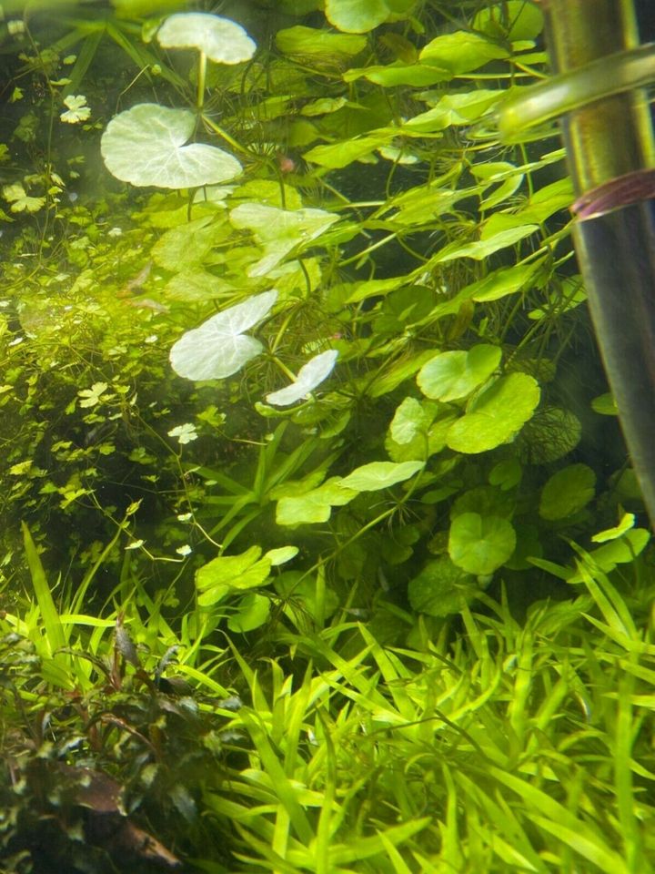 Hydrocotyle leucocephala in Mainz