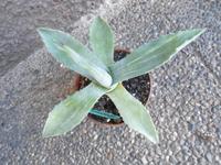 Agava Americana variegata striata Baden-Württemberg - Rheinstetten Vorschau