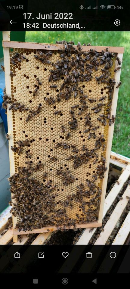 Bienenvölker, Zandermaß, Imker, Bienen, Carnica, Königin in Düren