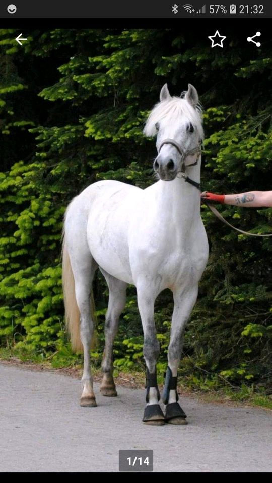 DR Deutsches Reitpony Hengst 200 € von Renoir Schimmel in Friedeburg