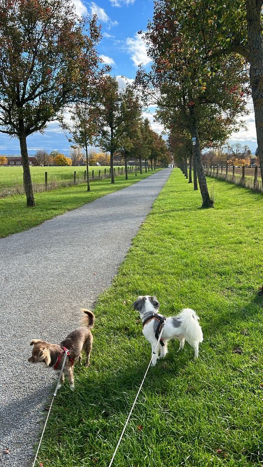 Hundebetreuung Hundesitting gassi in Herschweiler-Pettersheim