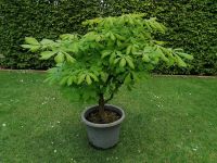 Schöner Bonsai Kastanie Aesculus Rosskastanie 35 Jahre alt Nordrhein-Westfalen - Bad Oeynhausen Vorschau