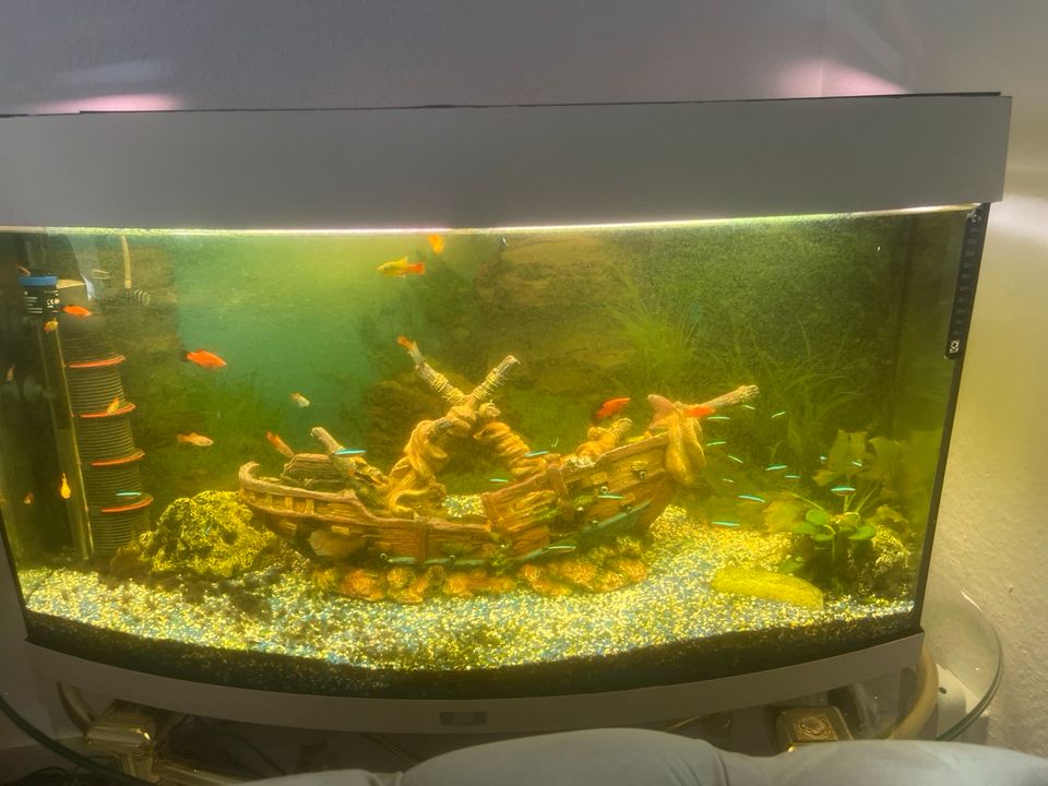 aquarium mit  zubehör und fische in Frankfurt am Main