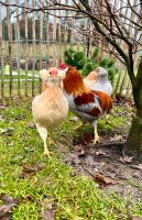 Zwerg Araucana blau-/goldweizenfarbig und Splash/Grün/Türkisleger Rheinland-Pfalz - Waldbreitbach Vorschau