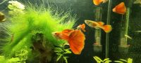 Guppy Full Red Nordrhein-Westfalen - Telgte Vorschau