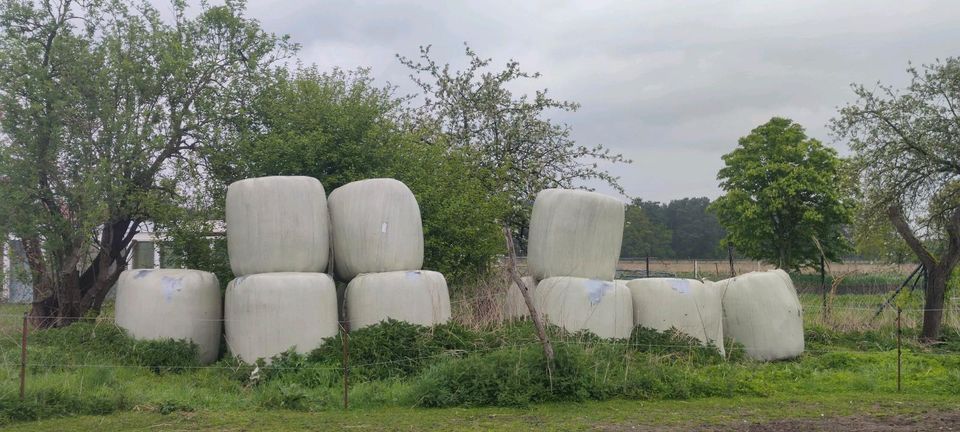 Silage für Kühe in Wochowsee