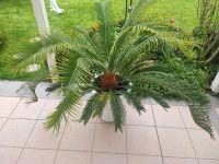 Palmfarn - Cycas mit modernem Topf | Pflanze, Palme, Garten, Nordrhein-Westfalen - Paderborn Vorschau