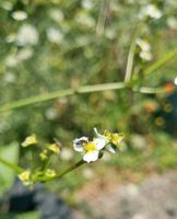 Samen Gewöhnlicher Froschlöffel ( Alisma plantago- aquatica ) Baden-Württemberg - Horgenzell Vorschau