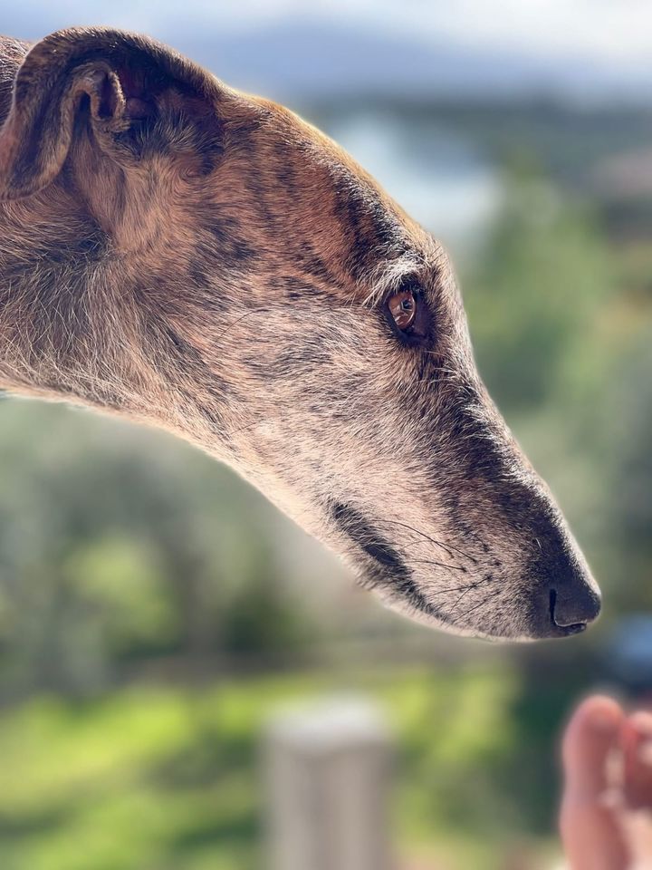 Corneta- Galgo auf Körbchensuche in Oberhausen