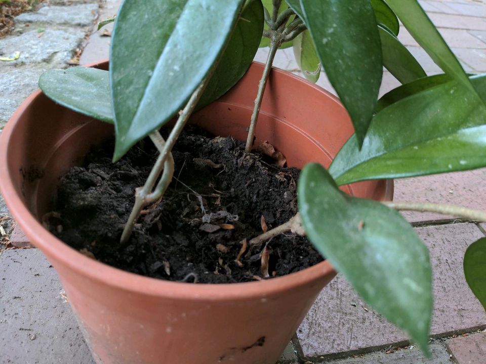 Hoya - Porzellan Blume weiße duftende Blüten in Steinfeld