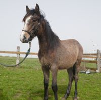 Araber-Berber, Partbred Spezial Brandenburg - Löwenberger Land Vorschau