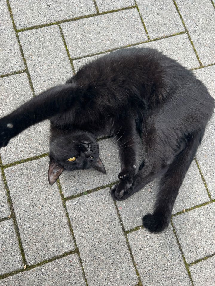 Katze (weiblich) gefunden in Kiel