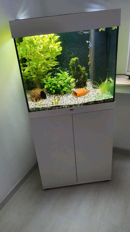 Juwel Lido 120 Aquarium mit viel Zubehör in Soest