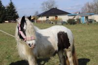 Halfter mit Plüsch Brandenburg - Altlandsberg Vorschau