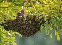 Bienen Rettung Bayern - Siegsdorf Vorschau