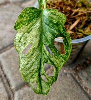 Monstera Adansonii Mint Variegata Kopfsteckling M66 Hessen - Obertshausen Vorschau