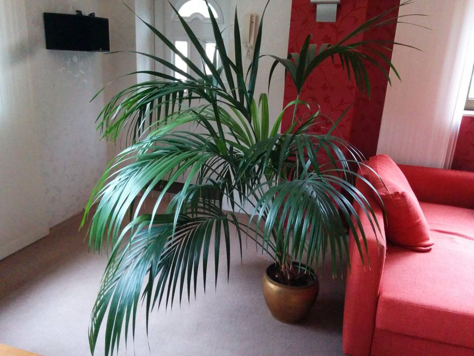 Palme 170 cm groß, sehr schattenverträgliche Sorte, mit Topf in Hanau