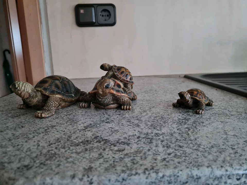 Schildkröten in Schkopau