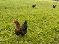 Huhn, Hühner, Naturbrut Bayern - Heiligenstadt Vorschau