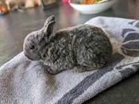 Kaninchen Jungtiere geimpft Rheinland-Pfalz - Niederwerth Vorschau