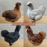 Seidenhühner Zwerg Cochin Paduaner Appenzeller Spitzhauben Rheinland-Pfalz - Mörschied Vorschau