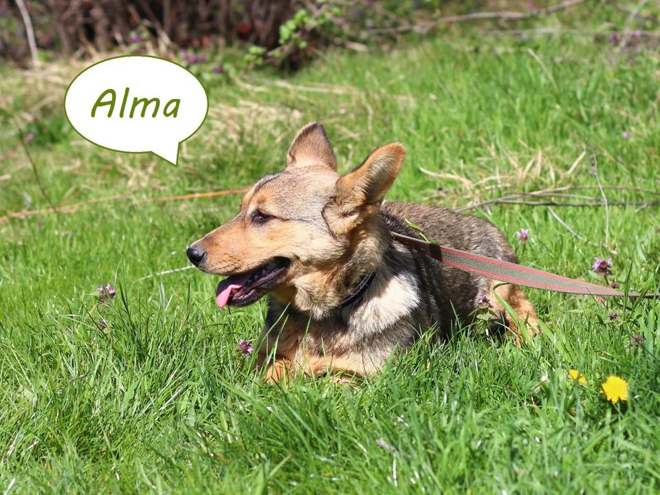 Tierschutz - freundliche Alma sucht eine liebevolle Familie! in Düsseldorf