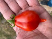 Tomaten Neapel Vesuv Tomaten Süße lagerfähig alte Sorte Baden-Württemberg - Esslingen Vorschau