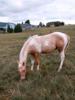 PAINT HORSE Hengstjährling Westernpferd Quarter Horse Sachsen - Neukirchen/Erzgeb Vorschau