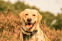 Fotoshooting Nordfriesland - Wittbek Vorschau