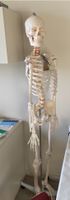 Menschliches Anatomie Skelett lebensgroß mit Ständer wie Neu Brandenburg - Potsdam Vorschau