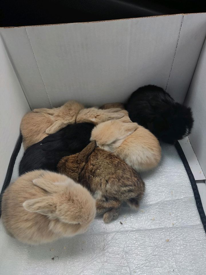 Baby-Kaninchen ! in Köln