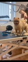 Hundefriseur / Groomer / Hundesalon Mobil Sachsen-Anhalt - Halle Vorschau