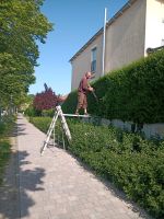 Hecke schneiden, Gärtner, Gartenhelfer Brandenburg - Hennigsdorf Vorschau