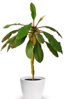 Ableger + Samen Spuckpalme Madagaskar Juwel Euphorbia leuconeura Hessen - Mittenaar Vorschau