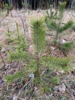 Kiefer und Fichten Setzlinge in verschiedenen Größen Nadelbäume Sachsen - Auerbach (Vogtland) Vorschau