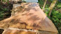 ●♧● Eiche Tischplatte 2,10m Baumkante massiv Holzplatte Esstisch Schleswig-Holstein - Groß Wittensee Vorschau