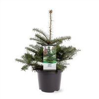 NEU: Winterharte Koreatanne Abies koreana 55-65cm Bonsai-geeignet Nordrhein-Westfalen - Nordkirchen Vorschau