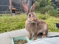 Kaninchen aus dem Tierschutz suchen ein Zuhause Nordrhein-Westfalen - Neuss Vorschau