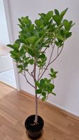 Ficus Zimmerpflanze 1,20cm groß Niedersachsen - Gifhorn Vorschau