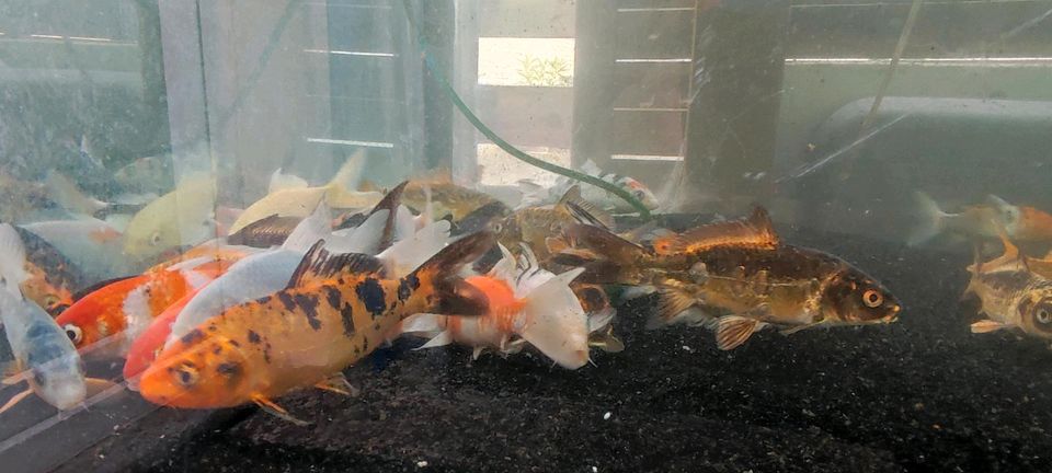 Koi Teichfische Fische Zierfische Farbkarpfen Karpfen Kois in Ilsede