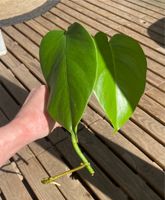 Ableger Monstera Baden-Württemberg - Stockach Vorschau