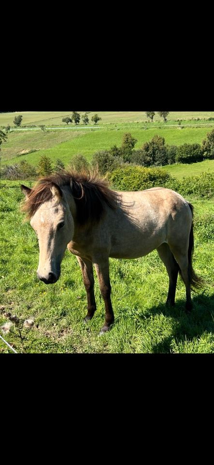 Besondere Aegidienberger Jährlingsstute in Wallertheim