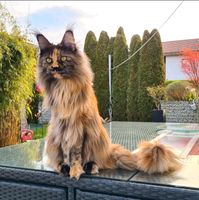 Maine Coon - Katze vermisst / entführt Bayern - Greifenberg Ammersee Vorschau