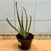 Echte Aloe Vera Pflanze | 20 cm Wandsbek - Hamburg Bramfeld Vorschau