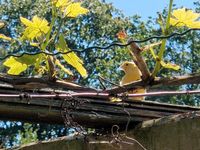 Kanarienvögel  Vogel Niedersachsen - Diepholz Vorschau