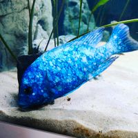 Malawi Placidochromis Niedersachsen - Laatzen Vorschau