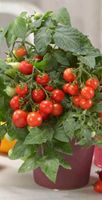 Tomate Balkontomate Garten Terasse Pflanze Balkon Nordrhein-Westfalen - Espelkamp Vorschau