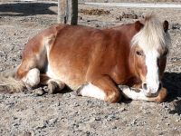 Ponyreiten für Kinder Nordrhein-Westfalen - Viersen Vorschau